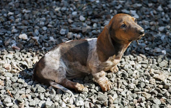 Teckel Puppy Tuin Dag Licht — Stockfoto