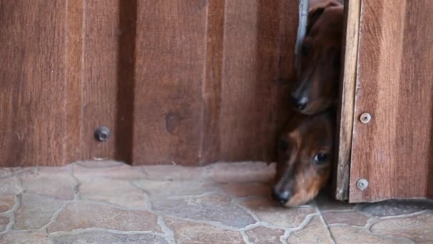 Dachshund Puppy Door Footage — Stock Video