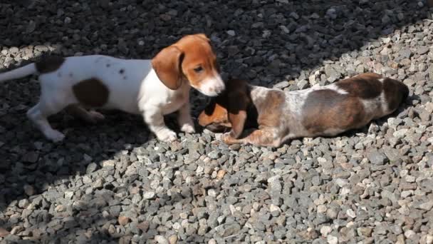 Dachshund Filhote Cachorro Pedra Fundo Imagens — Vídeo de Stock