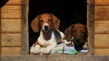 Dachshund köpek kulübesi hd görüntüleri 