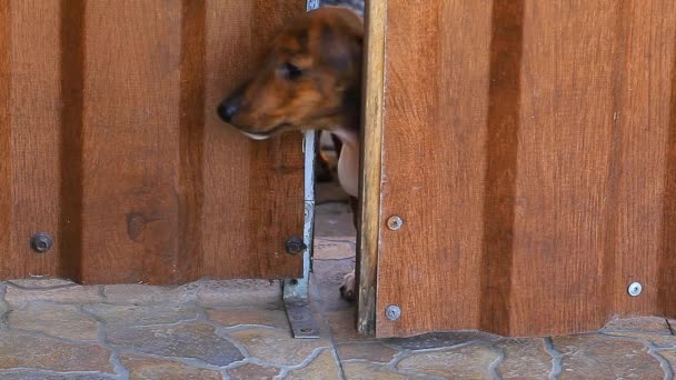 Dachshund Puppy Door Footage — Stock Video