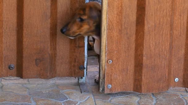 Dachshund Cachorro Puerta Material Archivo — Vídeos de Stock