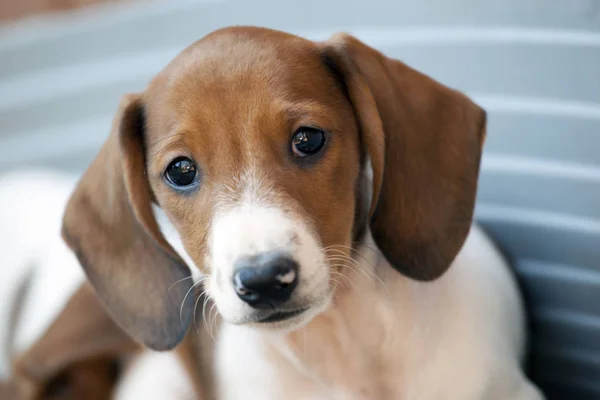 Teckel Puppy Hond Portret — Stockfoto