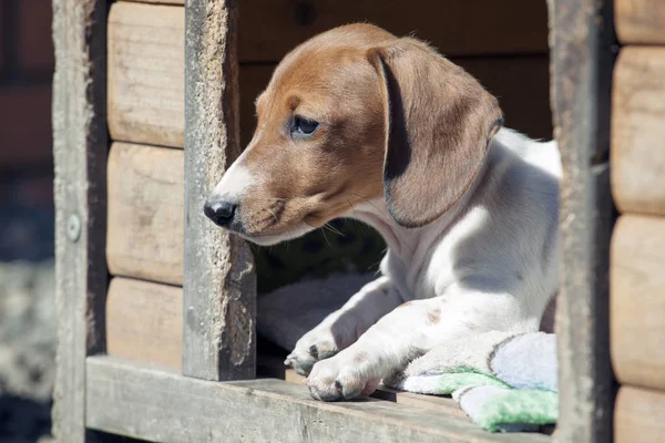 Dackel Welpen Hund Portrait — Stockfoto