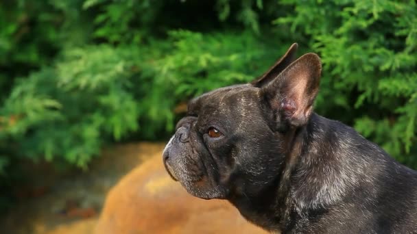 黑色法国牛头犬花园高清镜头 — 图库视频影像