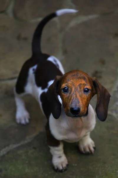 Teckel Puppy Tuin Dag Licht — Stockfoto