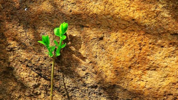 Plante Pierre Fond Ombre Personne Séquences — Video