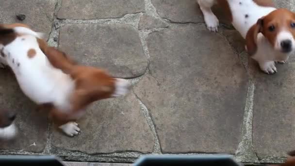 幸せなダックスフント子犬の石の背景Hd映像 — ストック動画