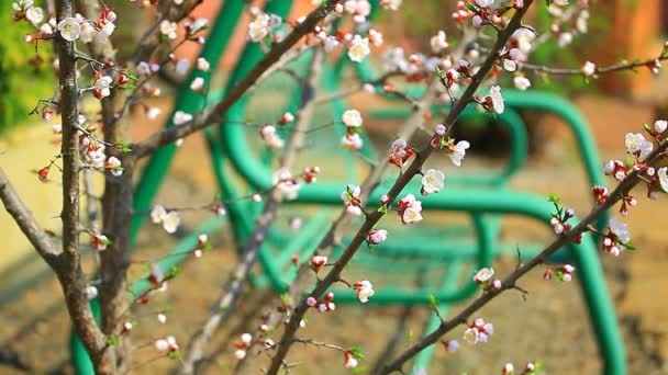 Aprikos Träd Blomma Swing Ingen Bilder — Stockvideo