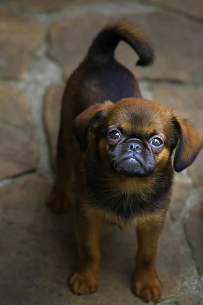 グリフォン子犬ガーデンストーンの背景 — ストック写真