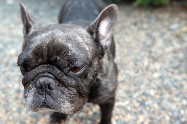 Czarny Francuski Bulldog Kamień Tło — Zdjęcie stockowe