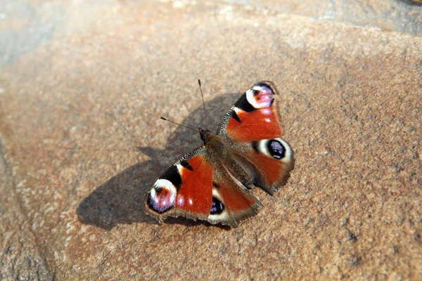 Красный Бабочка Камень Фон — стоковое фото