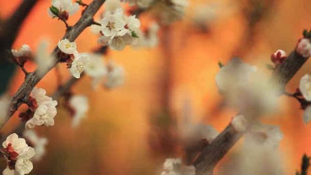 Apricot Árvore Flor Flor Abelha Filmagem Jardim — Vídeo de Stock