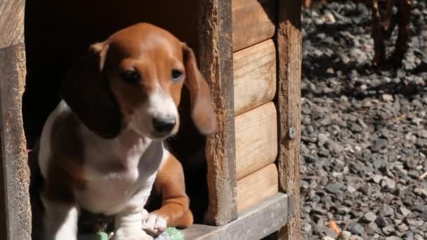 Dachshund Cachorro Perrera Material Archivo — Vídeo de stock