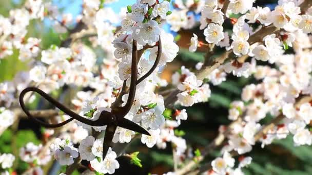 Apricot Tree Flower Rusty Scissors Nobody Footage — Stock Video