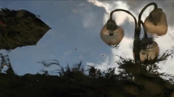 公园灯湖伞反射高清镜头 — 图库视频影像