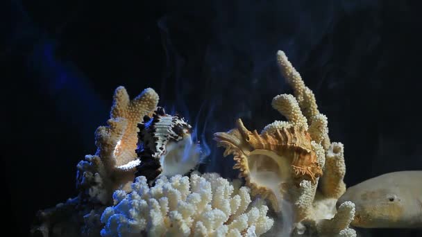 Seashell Coral Füst Sötét Háttér Felvételeket — Stock videók