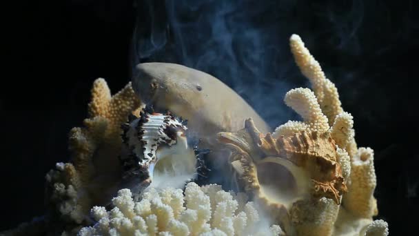 Concha Coral Fumaça Fundo Escuro Imagens — Vídeo de Stock