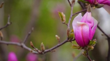 Pembe manolya ağacı çiçek parkı hd görüntüleri kimse 