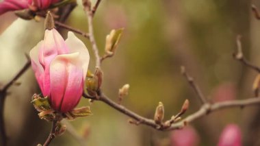 Pembe manolya ağacı çiçek parkı hd görüntüleri kimse 