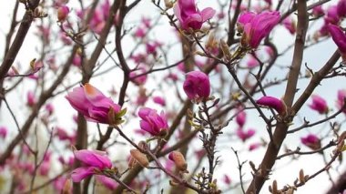 Pembe manolya ağacı çiçek parkı hd görüntüleri kimse 