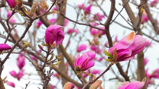Ροζ Δέντρο Μανόλια Λουλούδι Πάρκο Βίντεο Κανείς — Αρχείο Βίντεο