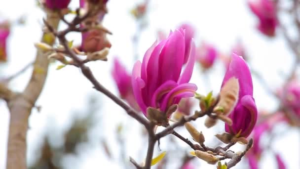 Magnolia Rosa Árvore Flor Parque Filmagem Ninguém — Vídeo de Stock