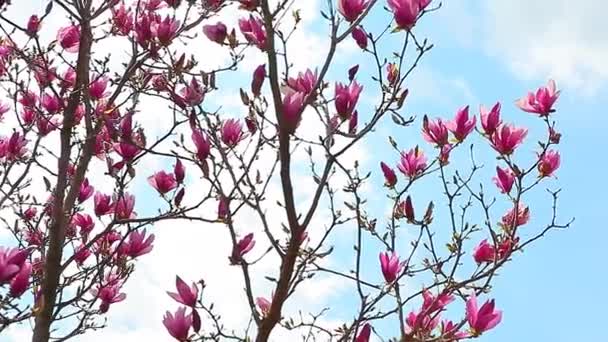 Rosa Magnolia Árbol Flor Parque Metraje Nadie — Vídeos de Stock