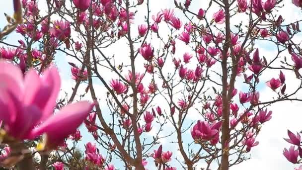 粉红色玉兰树花公园高清镜头没有人 — 图库视频影像