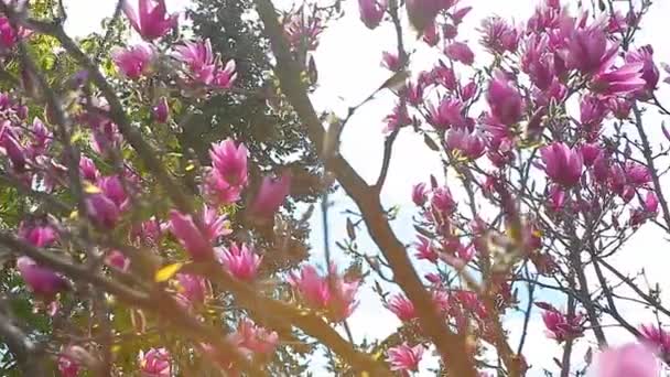 Růžový Šácholan Strom Květinový Park Nikdo — Stock video