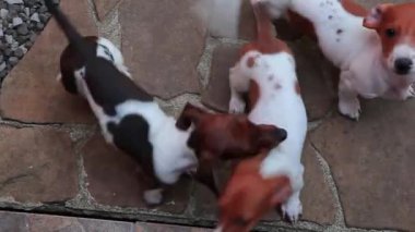 Mutlu Dachshund köpek taş arka plan hd görüntüleri 