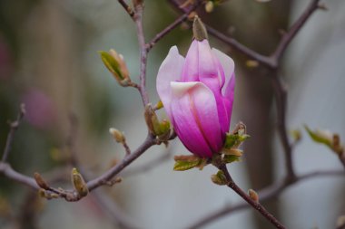 Pembe manolya ağacı çiçek parkı kimse 