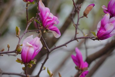 Pembe manolya ağacı çiçek parkı kimse 