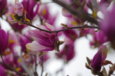 Pembe manolya ağacı çiçek parkı kimse 