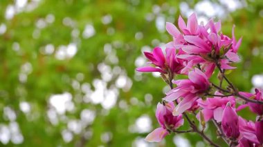 Pembe manolya ağacı çiçek parkı hd görüntüleri kimse 