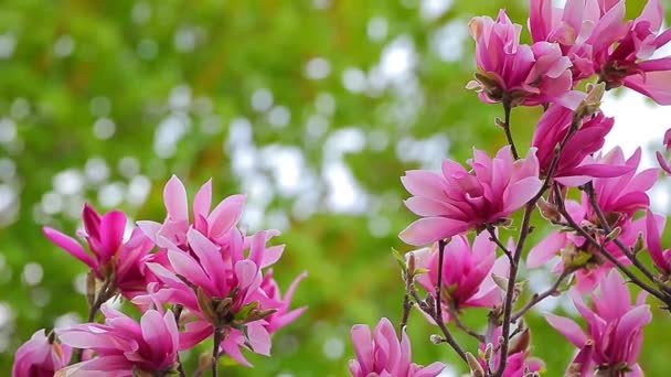 Pink Magnolia Tree Flower Park Footage Nobody — Stock Video