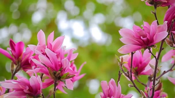 Pink Magnolia Tree Flower Park Footage Nobody — Stock Video