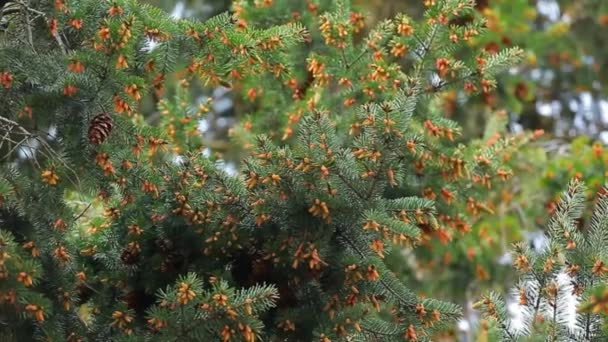 Fir Tree Zomer Bos Achtergrond — Stockvideo