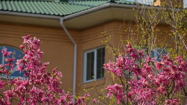 Rosa Magnolia Árbol Flor Ventana Nadie Metraje — Vídeo de stock