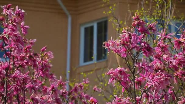 ピンクのマグノリアの木の花の窓誰もHd映像 — ストック動画
