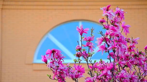ピンクのマグノリアの木の花の窓誰もHd映像 — ストック動画