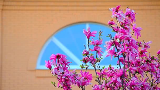 Rosa Magnolia Árbol Flor Ventana Nadie Metraje — Vídeo de stock