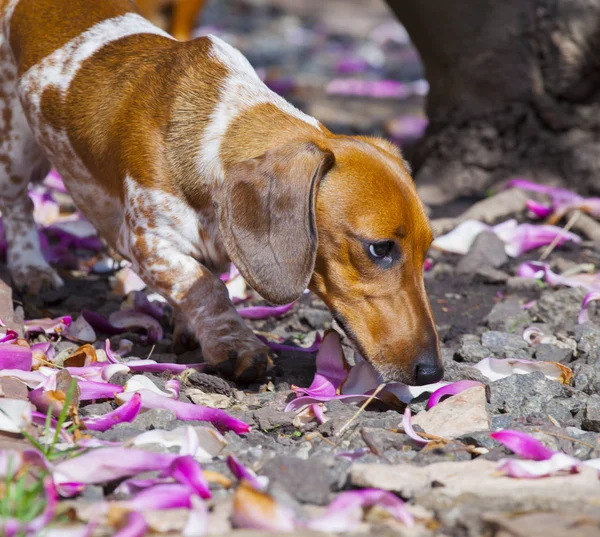 Teckel Hond Tuin Magnolia Petal — Stockfoto