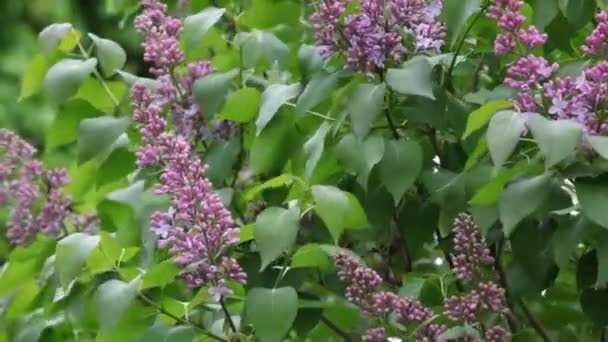 Violet Lilas Arbre Vent Jardin Personne Fond Séquences — Video