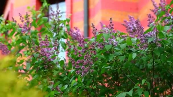 Фіолетове Бузкове Дерево Будинок Вікно Ніхто Кадри — стокове відео