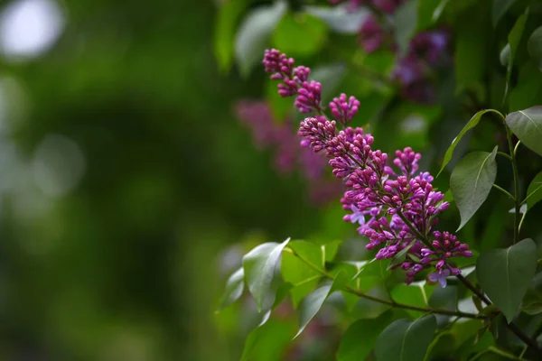 Violet Lila Boom Tuin Niemand Achtergrond — Stockfoto