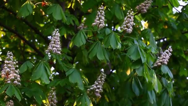 Vit Kastanj Träd Blomma Bakgrund Ingen Film — Stockvideo