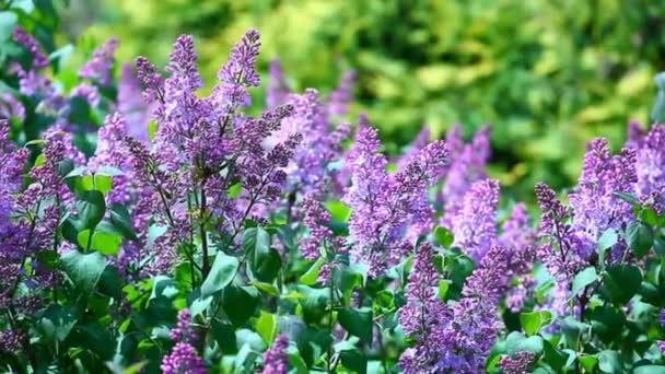 Violeta Lila Árbol Viento Jardín Nadie Fondo Metraje — Vídeos de Stock