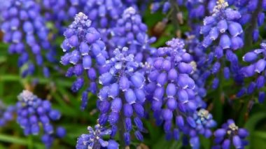 Viper yay çiçek makro arka plan kimse hd görüntüleri 