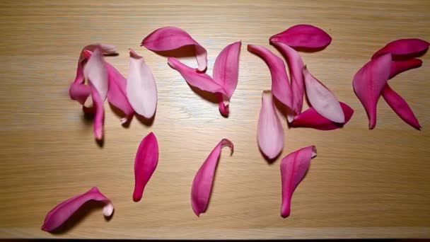 Roze Magnolia Petal Houten Tafel Niemand Beelden — Stockvideo